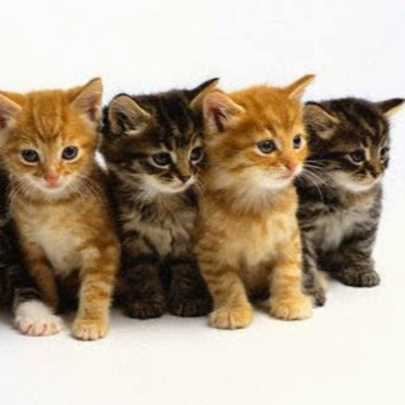 Meet your Posher, Clarissa - Picture 1 of 1